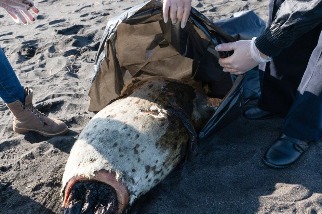 俄羅斯發生海洋生物大量死亡事件，可能危及瀕臨絕種的海獺與其他脆弱物種的生存