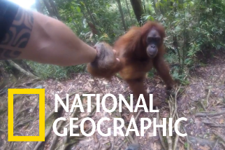 印尼叢林中的「黏人」紅毛猩猩