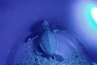 第三季鯨豚及海龜擱淺報告 海龜救援72件創五年新高