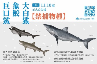 巨口鯊、大白鯊、象鮫正式禁捕 象鮫族群趨勢止跌無力 列優先保育