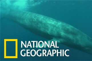 洋流改變，讓藍鯨有愈變愈「大尾」的趨勢？