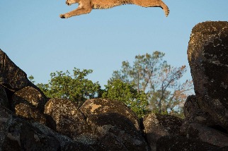 飛躍的美洲獅