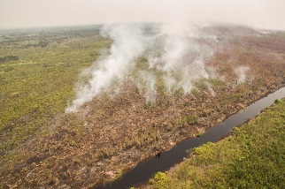 研究首次發現：保護熱帶泥炭地 可降低新興傳染病傳播風險