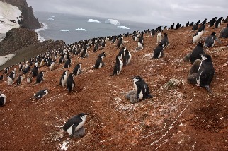 南極企鵝