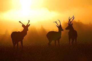 晨曦中的鹿