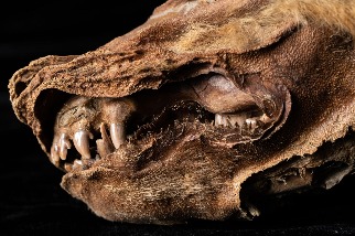 育空永凍層中出土5萬7000年前的幼狼木乃伊