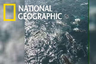 南非外海的座頭鯨「大會師」
