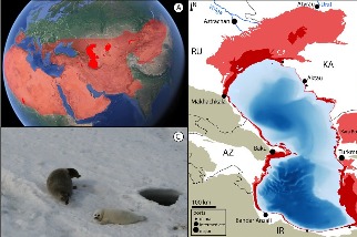 研究：氣候變遷將導致裏海大幅縮水 瀕絕海豹與地緣政治同陷困境