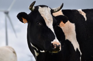 草飼牛沒有更友善氣候 研究：有機飼養耗時更久、碳排延長