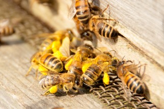 從蜜蜂飼料救蜂群 科學家研發富含營養的花粉替代品 美國養蜂業樂見
