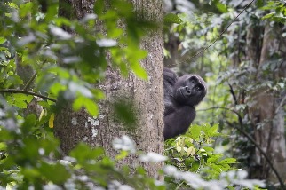 AI加入野生動物保衛戰：可辨識25種剛果雨林物種 助打擊走私