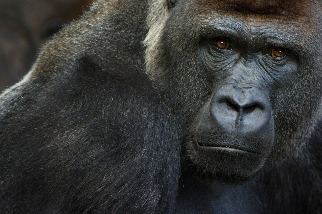 世界首例：加州動物園有數隻大猩猩檢測出COVID-19陽性