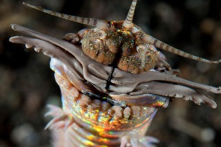 臺灣野柳、八斗子發現2000萬年前巨大掠食性海蟲巢穴遺跡