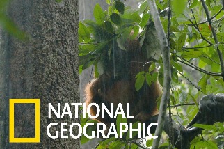 紅毛猩猩不只會築巢，下雨天還會「撐傘」呢！