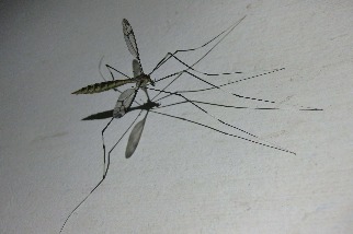 蚊子