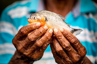 消失的淡水魚 WWF報告：餵飽2億人的重要產業，1/3族群卻已瀕臨滅絕