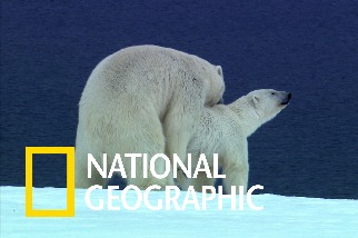 春天到了，公北極熊都在想些什麼呢？