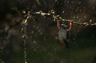 雨中的樹蛙