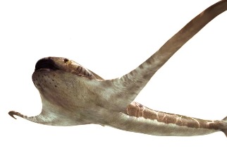 帶有鬼蝠魟「翅膀」的生物化石是前所未見的物種