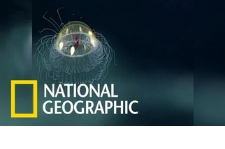 跟NOAA科學家一起觀察美麗的深海水母