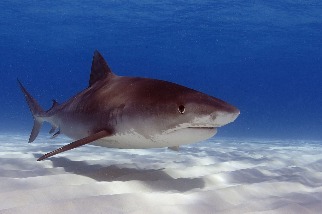 西澳鯊魚灣研究：大型掠食者若消失 恐加劇氣候變遷影響