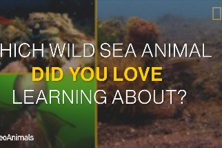 以下三種神奇海洋生物，你最喜歡哪一種？