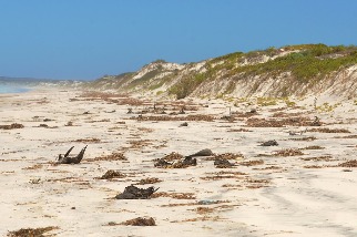 海底火山、海洋熱浪與浮石：澳洲海灘300萬神祕鳥屍死因揭曉