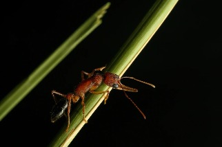 印度一種螞蟻的腦部能萎縮又再生！