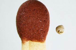 新發現微型蝸牛　比針眼還小