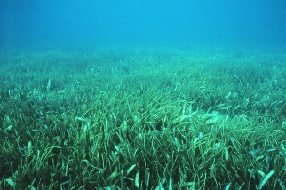 儲碳能力勝過森林 卻不斷消失 科學家急調查剩餘海草床