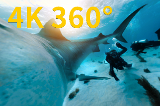 4K 360° VR：在巴哈馬海域與虎鯊相遇