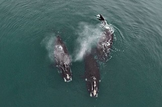 瀕危鯨魚的罕見「擁抱」行為