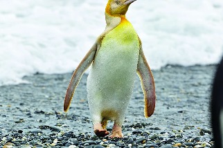 國王企鵝的奇異色彩