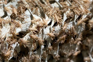 全球吃蟲熱？ 歐洲新創推出蟋蟀麵粉、蟋蟀脆片 搶攻人類食品市場