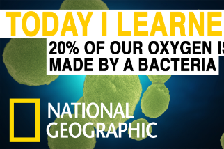 每日酷知識：我們的氧氣有20%來自細菌