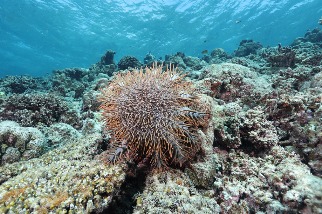 棘冠海星大爆發 使太平島海底90%珊瑚礁死亡 學者：未見過如此慘狀