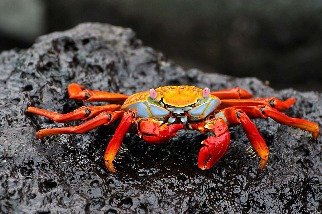 岩石上的紅石蟹
