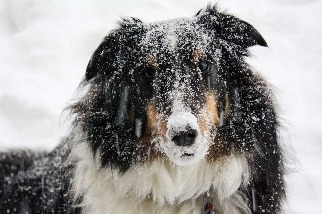雪中的狗狗