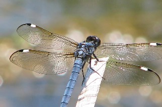 暖化讓雄蜻蜓翅膀失去光澤 可能影響交配 科學家籲深入研究