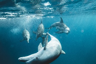 鯨豚調查局：有科學證據，才能理性討論鯨豚保育——專訪臺灣大學獸醫學院楊瑋誠教授