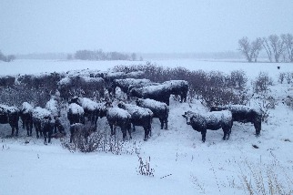 雪地裡的牛群