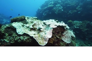 監測臺灣珊瑚白化危機 綠色和平：十株有六株未能完全復原