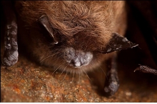 蝙蝠正面臨一場「白鼻」浩劫，科學能拯救牠們嗎？
