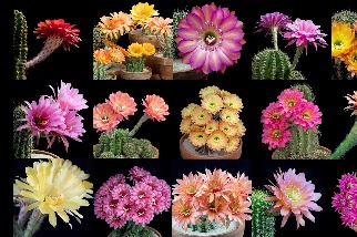 縮時攝影：看15種美麗的仙人球花在你眼前綻放