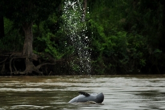 保護印尼最後80隻伊河海豚 創新計畫成功解決「漁網纏繞」問題