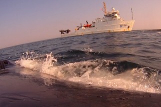 動物攝影機：座頭鯨的POV視角