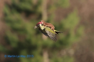 黃鼠狼騎啄木鳥照瘋傳──照片是真的嗎？