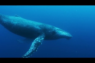 南非終止捕鯨活動40餘年，周邊海域座頭鯨強勢回歸！