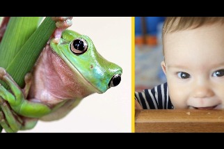 你知道嗎？人類面部在胚胎期發展的方式其實跟青蛙一樣喔！
