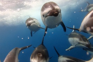 漁夫原本想拍鮪魚，卻來了一群搶鏡頭的海豚